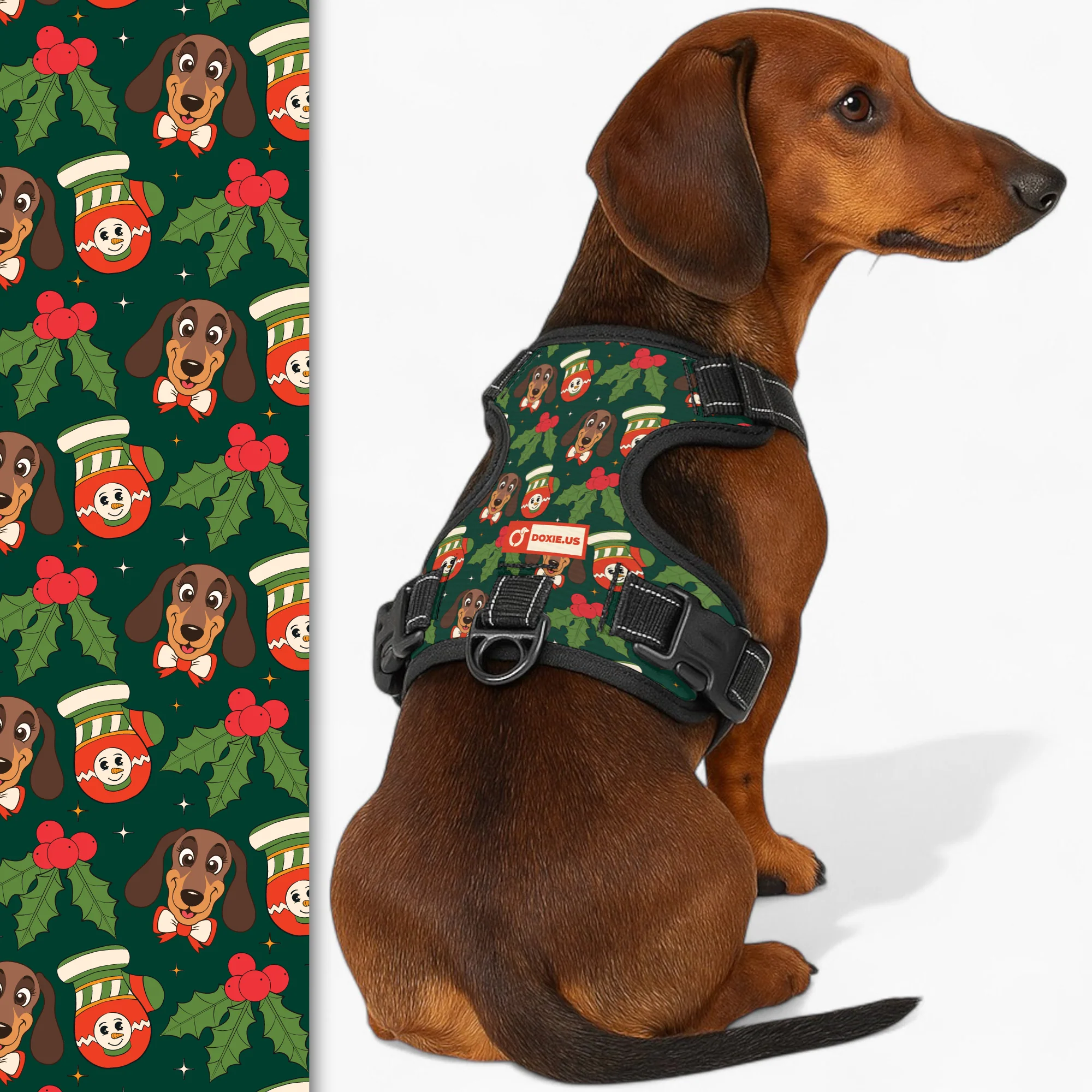 Harness for your dachshund
